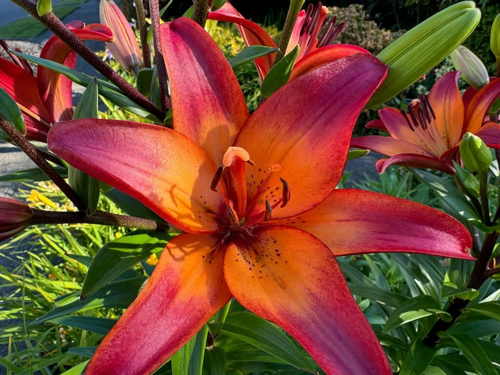 Summer Plant Collection — Northwest Blooms